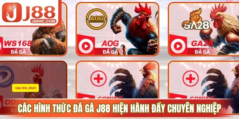 Các hình thức đá gà J88 hiện hành đầy chuyên nghiệp